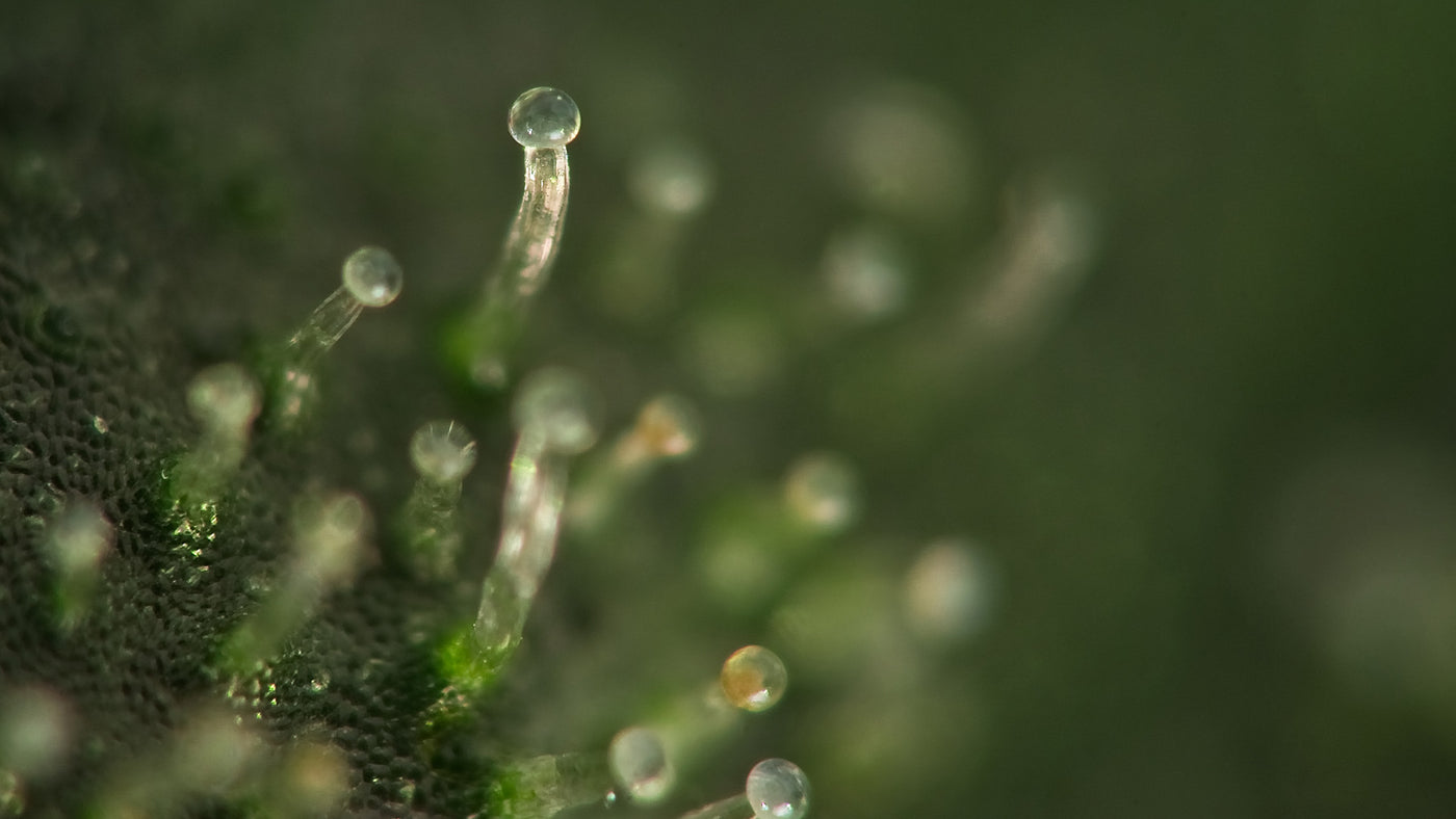 Trichome Guardians: 11 Ways To Ensure Your High-Quality Weed Stays Flu –  Flower Mill